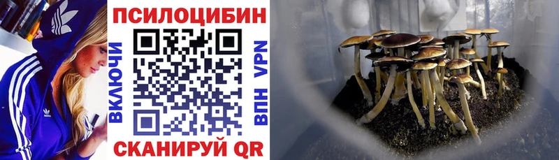 darknet Telegram  Горбатов  Псилоцибиновые грибы Psilocybine cubensis 